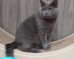 Кошки в Москве: Очаровательный британец Винтер ищет дом и любящих хозяев!  Мальчик, Бесплатно - фото 3