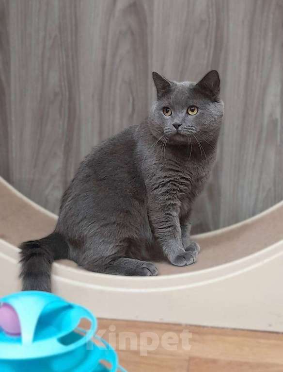 Кошки в Москве: Очаровательный британец Винтер ищет дом и любящих хозяев!  Мальчик, Бесплатно - фото 3