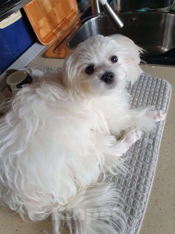 Собаки в Набережных Челнах: Продаю щенков мальтезе Девочка, 40 000 руб. - фото 3