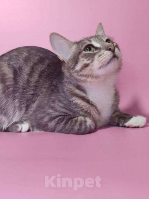 Кошки в Москве: Котёнок домой Мальчик, Бесплатно - фото 3