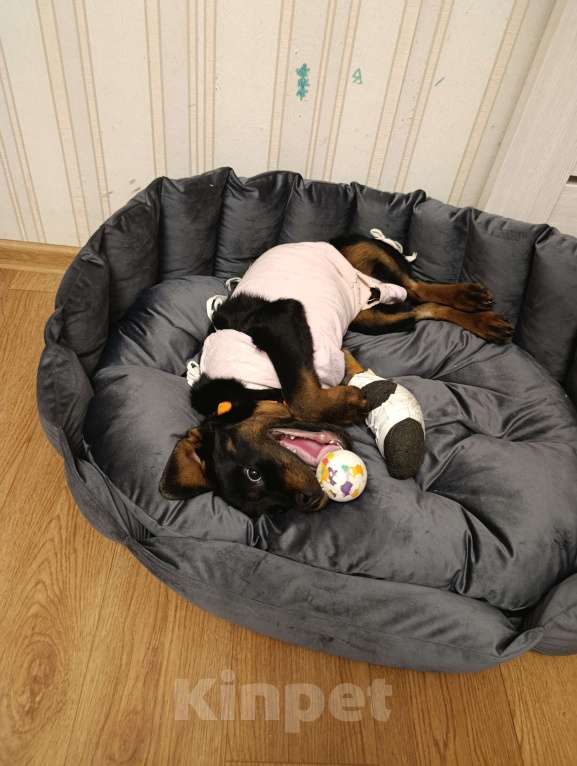 Собаки в других городах Московской области: Отдаю в любящие и заботливые руки Мальчик, Бесплатно - фото 5