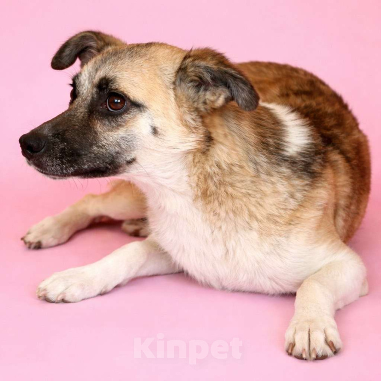 Собаки в Москве: Девочка Габби миниатюрная собачка в поисках семьи Девочка, Бесплатно - фото 4