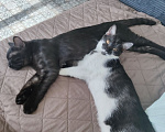 Кошки в Королеве: котенок Пчёлка в добрые руки Девочка, Бесплатно - фото 9