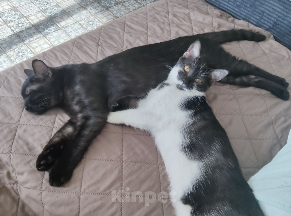 Кошки в Королеве: котенок Пчёлка в добрые руки Девочка, Бесплатно - фото 9