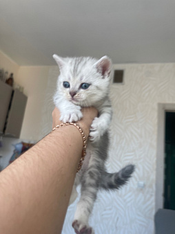 Шотландский котенок Straight