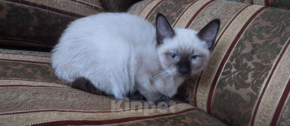 Кошки в других городах Московской области: Девочка  Девочка, 11 000 руб. - фото 2