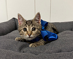 Кошки в Москве: Котенок мальчик ищет дом! Мальчик, Бесплатно - фото 1