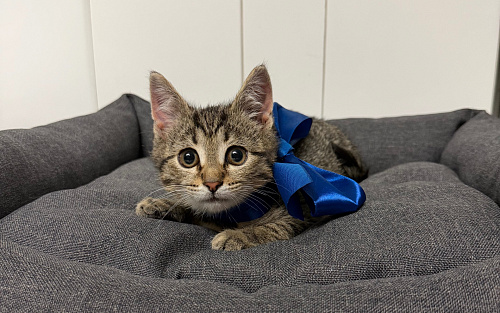 Котенок мальчик ищет дом!