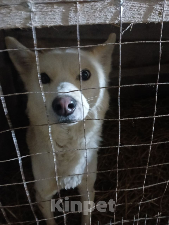 Собаки в Москве: Погибает метис лайки Мальчик, Бесплатно - фото 2