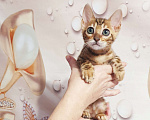 Кошки в Химках: Клубные чистокровные бенгальские котята  Мальчик, 50 000 руб. - фото 4