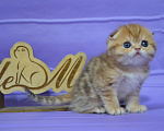 Кошки в Москве: Золотой мраморный мальчик Мальчик, 65 000 руб. - фото 6