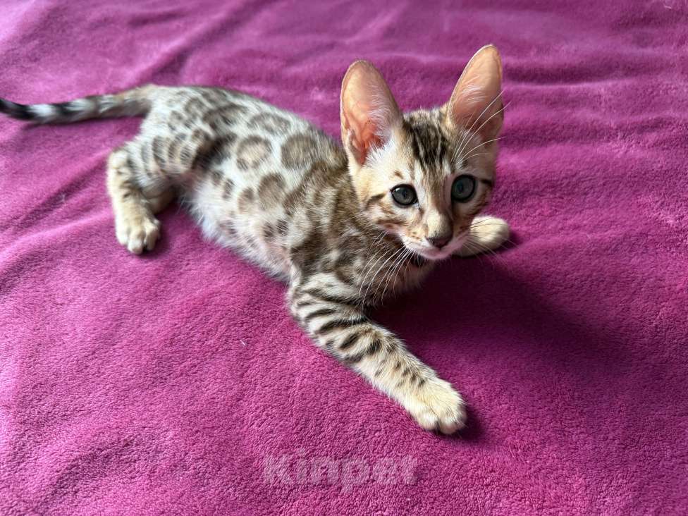 Кошки в Москве: Бенгальский мальчик Мальчик, 25 000 руб. - фото 4