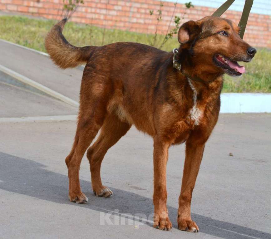 Собаки в Воронеже: Верный пёс в добрые руки  Мальчик, Бесплатно - фото 3