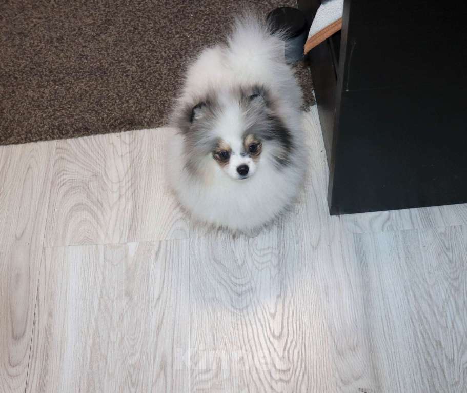 Собаки в Москве: Самый нарядный МРАМОРНЫЙ шпиц Мальчик, 39 000 руб. - фото 2