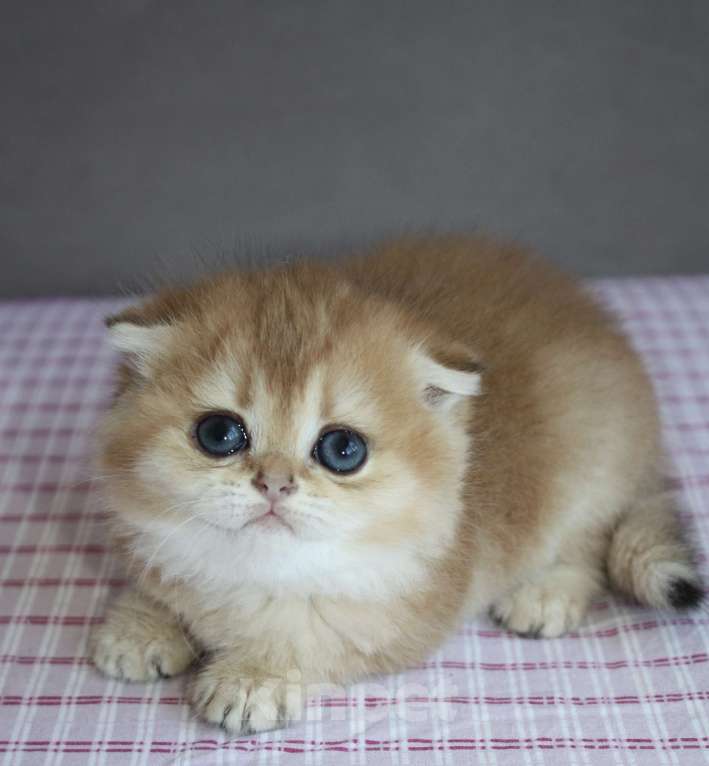 Кошки в Санкт-Петербурге: Шотландская вислоухая кошечка Девочка, 50 000 руб. - фото 1