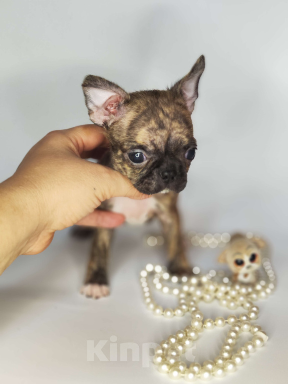 Собаки в Хотьково: Мальчики чихуахуа бейби фейс  Мальчик, 25 000 руб. - фото 4