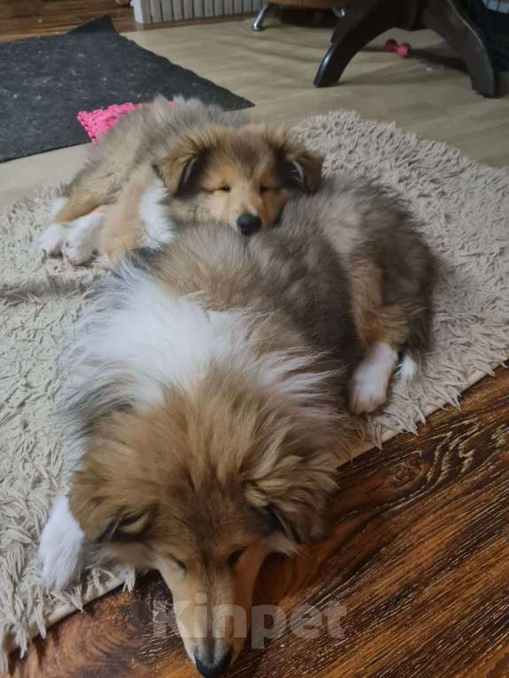 Собаки в Туле: Щенок Колли Длинношерстный Мальчик, 70 000 руб. - фото 6