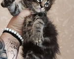 Кошки в Саранске: Котята Мейн-кун  Мальчик, 15 000 руб. - фото 1