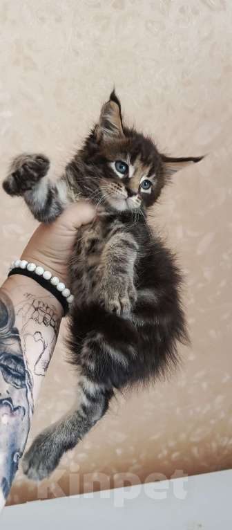 Кошки в Саранске: Котята Мейн-кун  Мальчик, 15 000 руб. - фото 1
