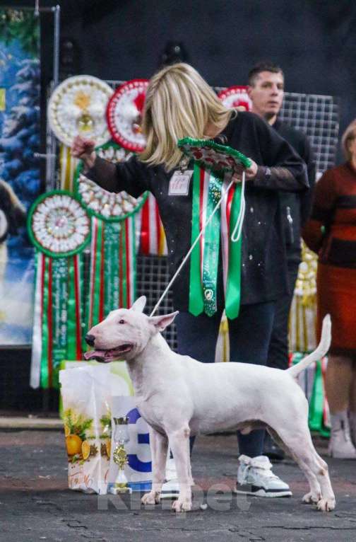 Собаки в Краснодаре: Предлагается кобель для вязки Мальчик, Бесплатно - фото 2