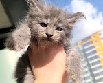 Кошки в других городах Ленинградской области: Котенок мейн-кун Мальчик, 80 000 руб. - фото 3