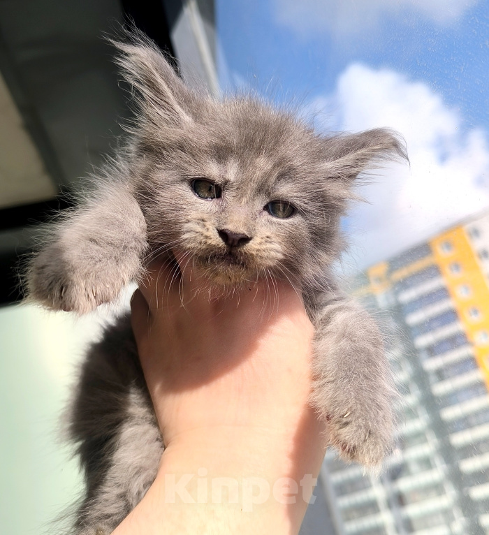 Кошки в других городах Ленинградской области: Котенок мейн-кун Мальчик, 80 000 руб. - фото 3