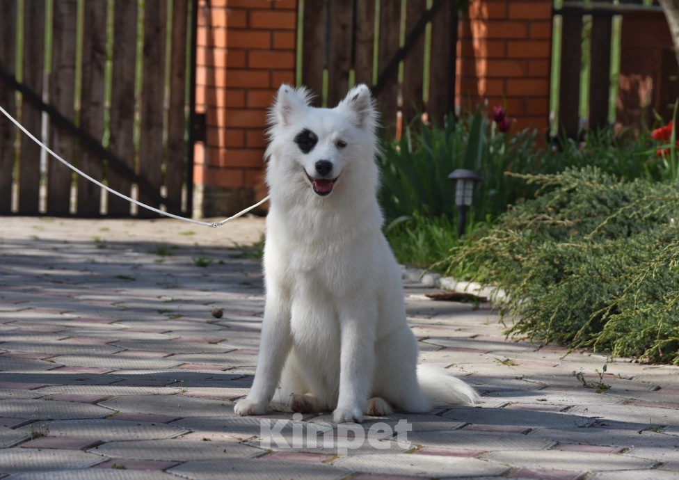 Собаки в Москве: Ненецкая оленегонная лайка, сука Хотару. Девочка, 50 000 руб. - фото 8