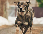 Собаки в Лосином-Петровском: Джед валентинка в добрые руки Мальчик, Бесплатно - фото 3