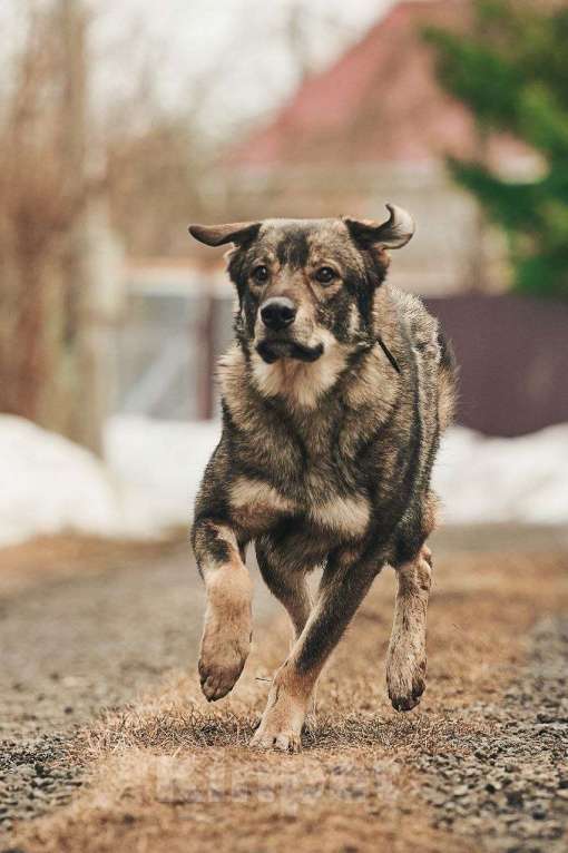 Собаки в Лосином-Петровском: Джед валентинка в добрые руки Мальчик, Бесплатно - фото 3
