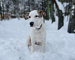 Собаки в Москве: Белый щенок Серкан в добрые руки Мальчик, 1 руб. - фото 3