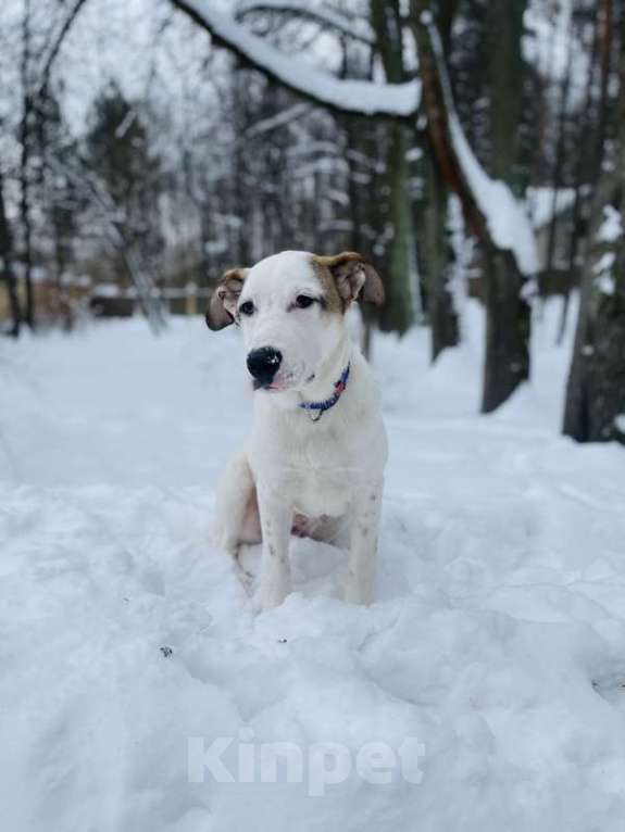 Собаки в Москве: Белый щенок Серкан в добрые руки Мальчик, 1 руб. - фото 3