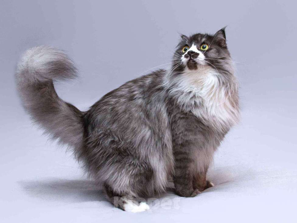 Кошки в Москве: Большой добрый кот Рома в добрые руки Мальчик, Бесплатно - фото 5