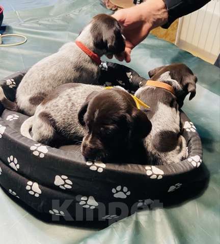 Собаки в Соли-Илецке: Продажа Мальчик, Бесплатно - фото 3