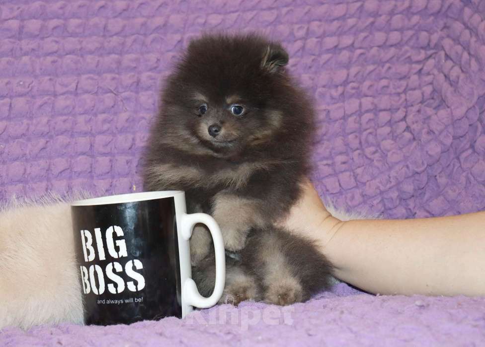 Собаки в Москве: Голубой щенок шпица Мальчик, 65 000 руб. - фото 3