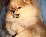 Собаки в Соликамске: Померанский шпиц Мальчик, 50 000 руб. - фото 4