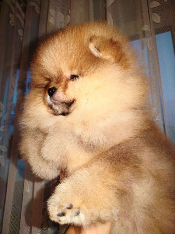 Собаки в Соликамске: Померанский шпиц Мальчик, 50 000 руб. - фото 4