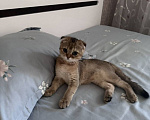 Кошки в Москве: Продаю котёнка Мальчик, 13 000 руб. - фото 2