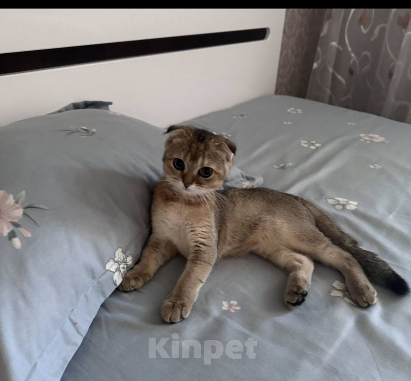 Кошки в Москве: Продаю котёнка Мальчик, 13 000 руб. - фото 2
