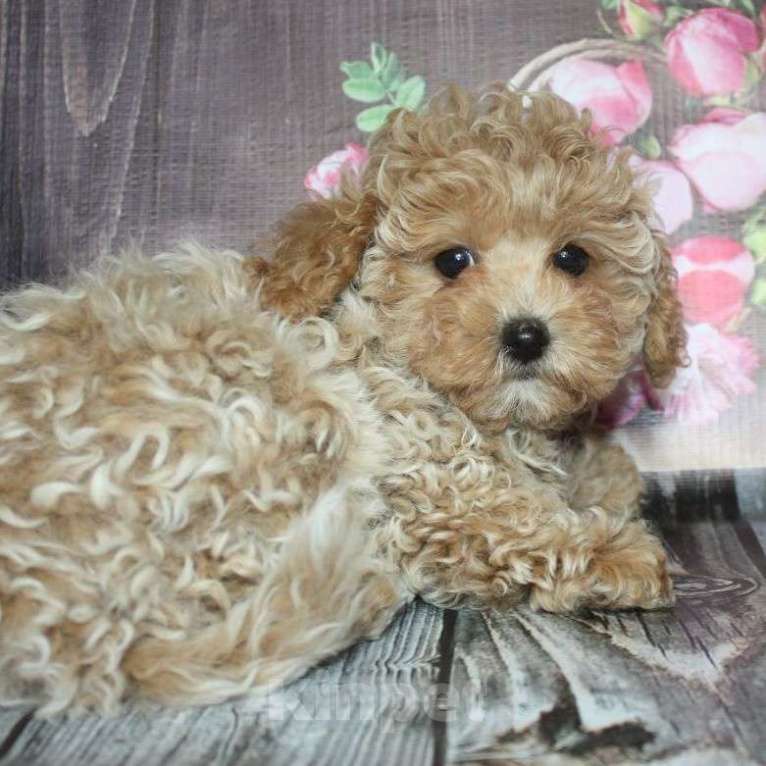 Собаки в Москве: Девочка Мальтипу f1 Девочка, 100 000 руб. - фото 3