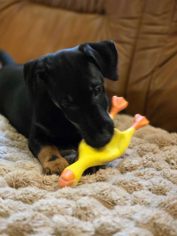 Собаки в Приозерске: Предлагаютcя для бронирования щенки  Мальчик, 20 000 руб. - фото 2