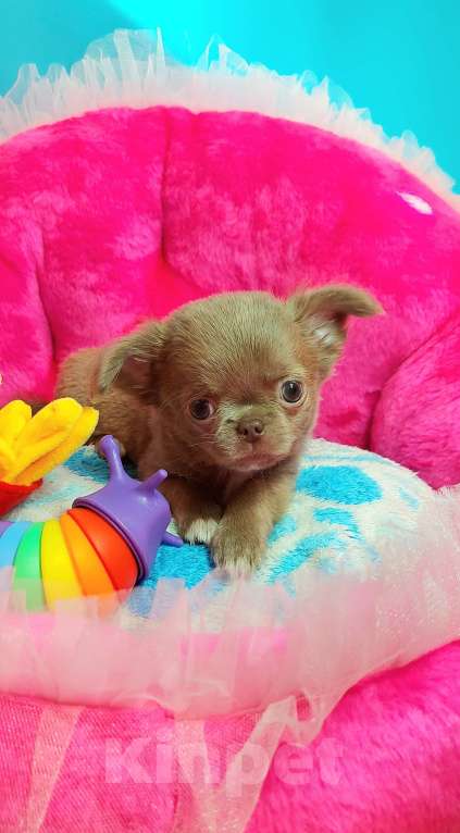 Собаки в Новосибирске: Лиловый длинношерстный мини-мальчик! Мальчик, Бесплатно - фото 4