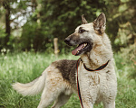 Собаки в Клине: Овчарка Макс в добрые руки Мальчик, Бесплатно - фото 1