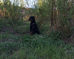 Собаки в Чите: Ротвейлер, Бесплатно - фото 1