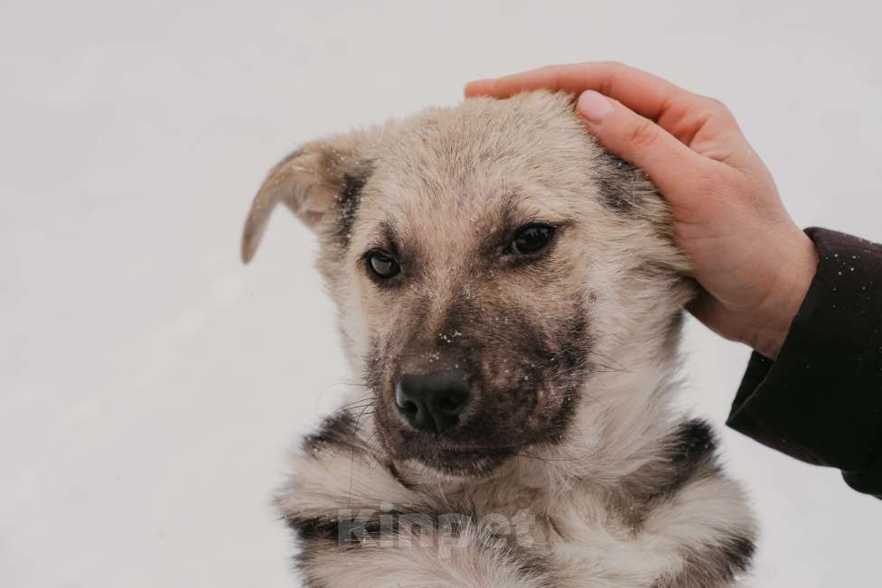 Собаки в Москве: Тики Девочка, Бесплатно - фото 8