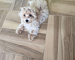 Собаки в Луховицах: Мальтипу Мальчик, 50 000 руб. - фото 1