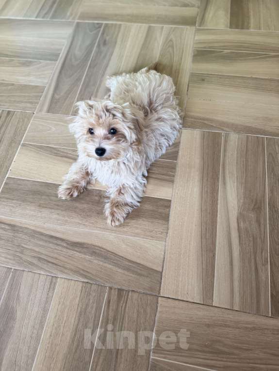 Собаки в Луховицах: Мальтипу Мальчик, 50 000 руб. - фото 1