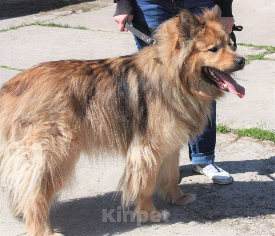 Собаки в Москве: Мишка в поисках дома и своей семьи  Мальчик, Бесплатно - фото 10