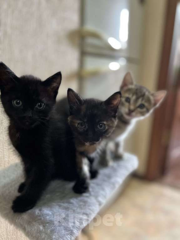 Кошки в Ростове-на-Дону: Виттон  Мальчик, Бесплатно - фото 2