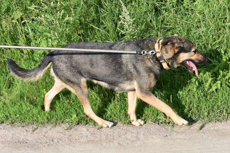 Собаки в Санкт-Петербурге: Ищет дом собака Бара Девочка, 1 руб. - фото 3