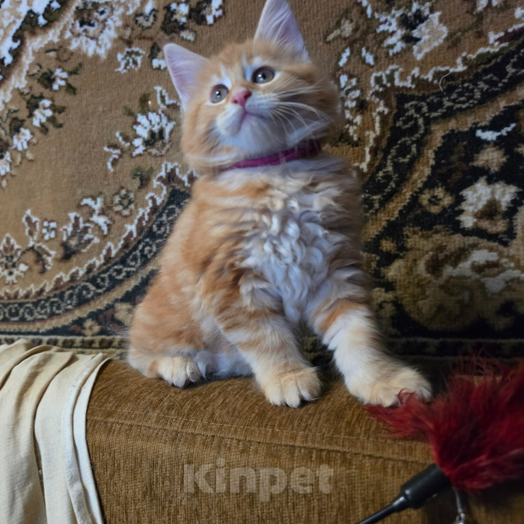 Кошки в Нижнем Новгороде: Котята Мейн-кун девочки Девочка, 18 000 руб. - фото 5